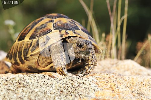 Image of common turtoise in natural habitat
