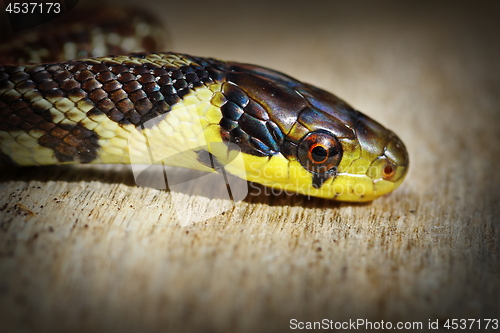 Image of beautiful portrait of aesculapian snake