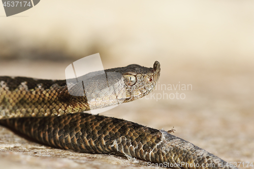 Image of closeup of juvenile venomous european viper