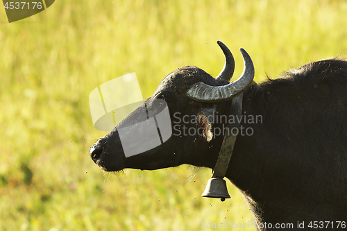 Image of closeup of domestic water buffalo
