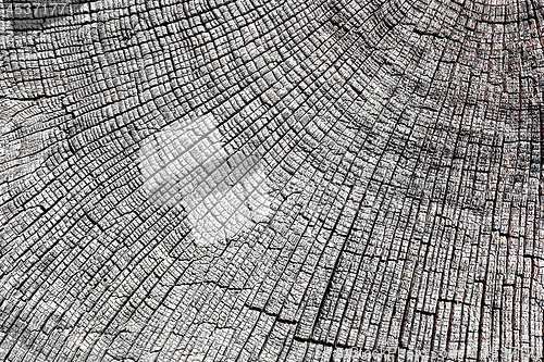 Image of abstract texture of oak cross section