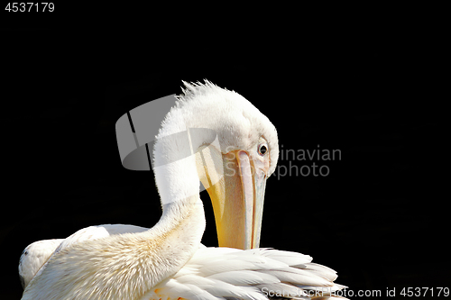 Image of great pelican cleaning its feathers