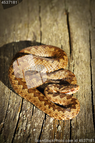 Image of common crossed viper basking on wooden board