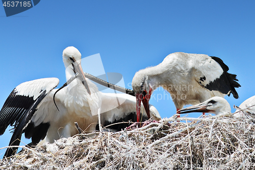 Image of stork feeding chicks with dice snake