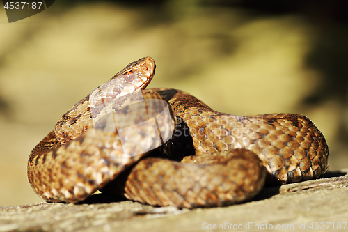 Image of full length common adder basking in natural habitat