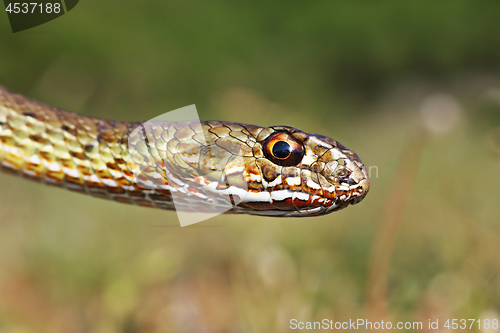 Image of colorful head of eastern montpellier snake