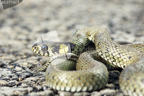 Image of most common european snake
