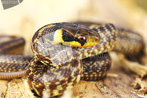 Image of aesculapian snake on wooden stump