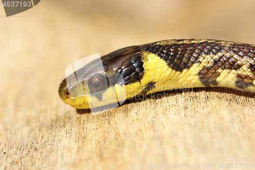 Image of detail of juvenile colorful Zamenis longissimus