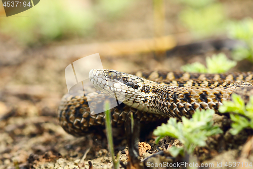 Image of aggressive meadow viper closeup