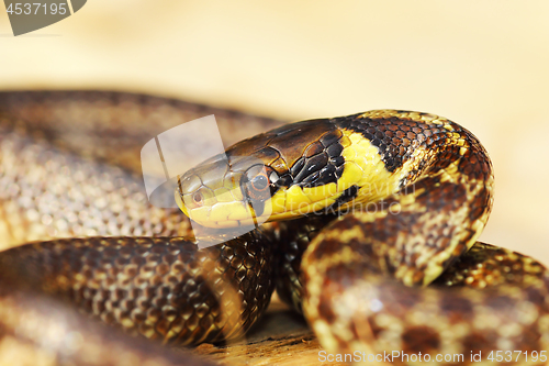 Image of colorful portrait of juvenile aesculapian snake