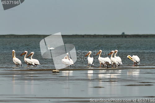 Image of flock of great pelicans standing in shallow waters