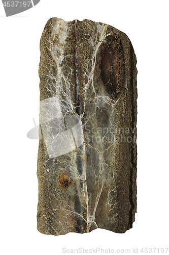 Image of isolated piece of wood with Fibroporia vaillantii attack