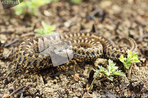 Image of rarest european snake, the meadow viper