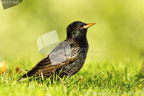 Image of common grey starling on lawn