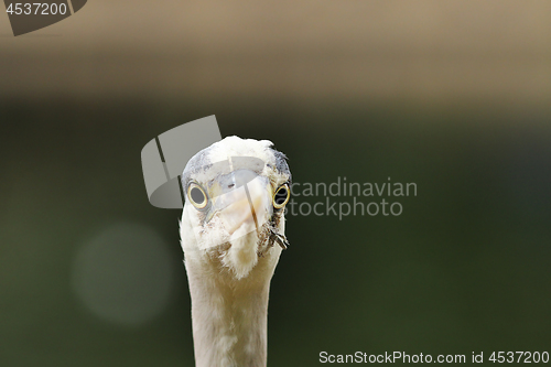 Image of portrait of Ardea cinerea