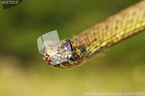 Image of detail of eastern montpellier snake