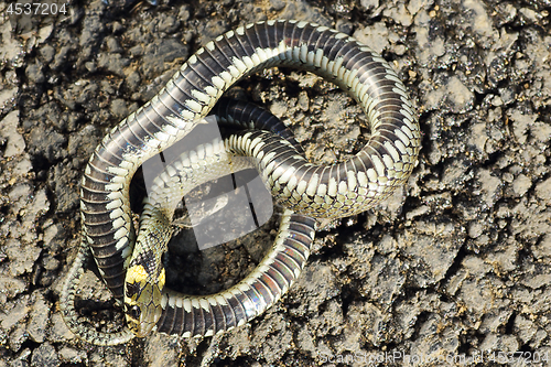 Image of grass snake showing thanatosis behaviour on ground
