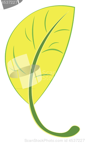 Image of A beautiful yellow leaf with green veins and green margin runnin