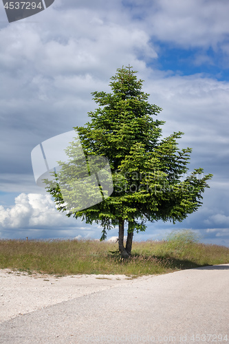 Image of a lonely fir tree at the road
