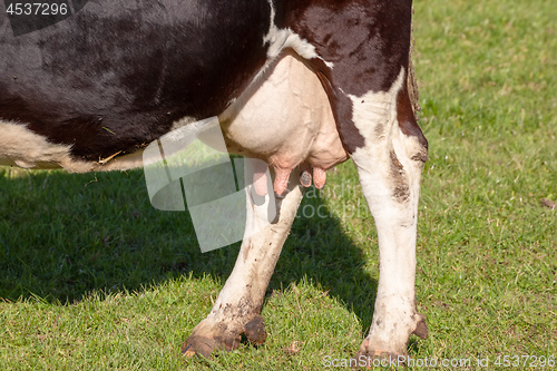 Image of cow in the green grass