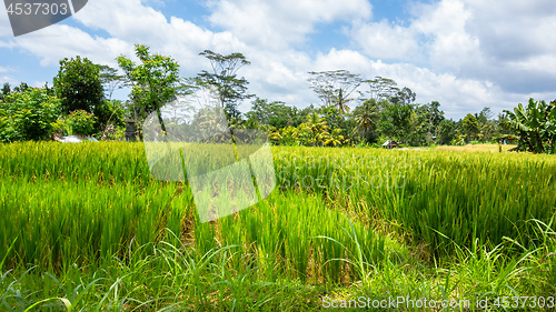 Image of Lush green rice field or paddy in Bali