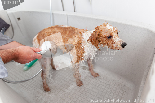 Image of bathing a cute dog