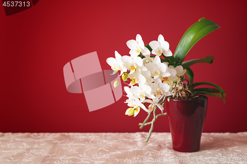Image of white small phalaenopsis orchid flower