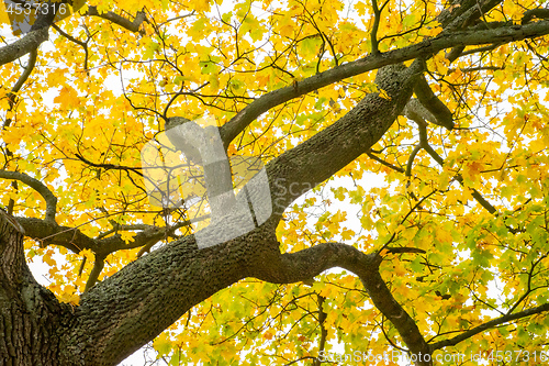 Image of autumn leaf tree