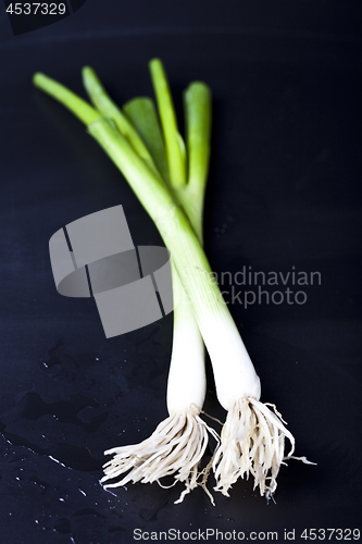 Image of Fresh organic green onion on wet black background. 