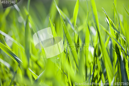 Image of Field of green grass. 