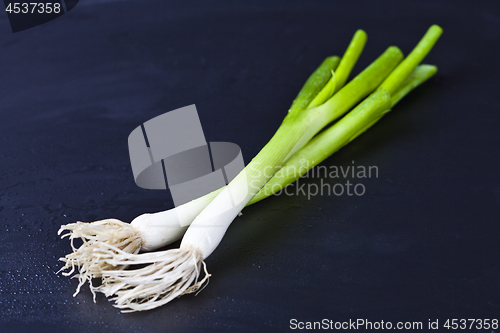 Image of Fresh organic green onion on wet black background. 