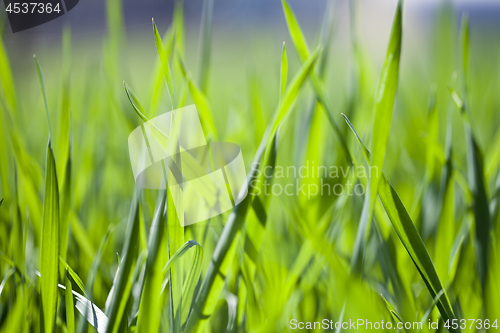 Image of Field of green grass closeup. 