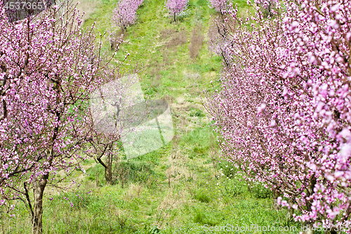 Image of Spring peach garden, pink blossoms and green glass.