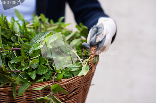 Image of gardening wooden basket with herbs