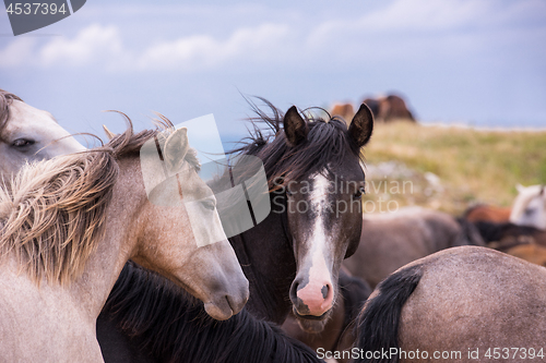 Image of portrait of beautiful wild horses