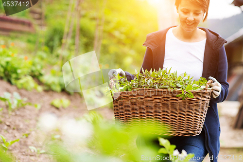 Image of woman gardening