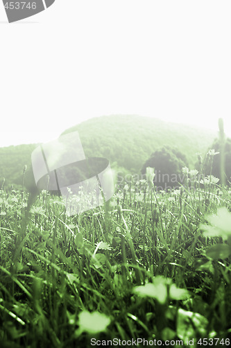 Image of Flowers landscape