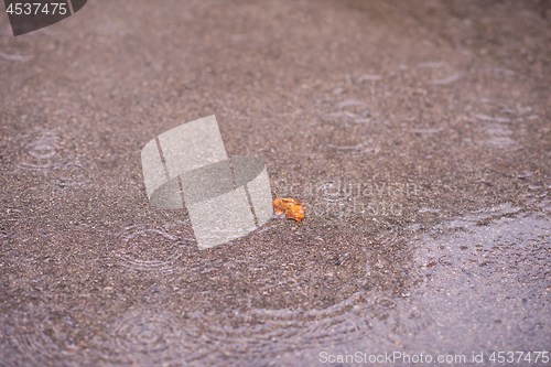 Image of leave on wet asphalt road