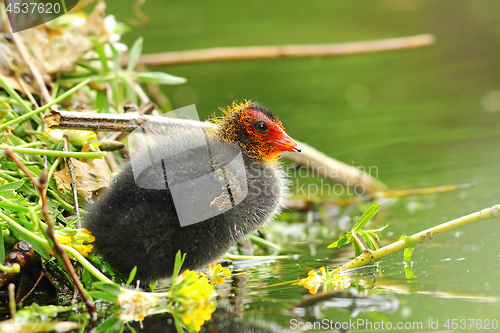 Image of common eurasian coot young chick near the nest