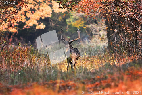 Image of fallow deer buck in beautiful autumn setting
