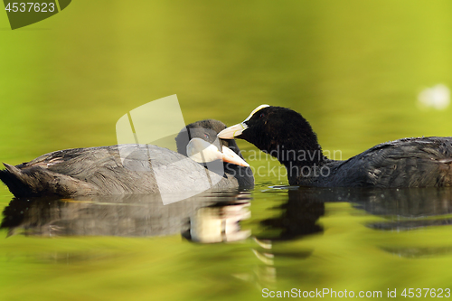 Image of pair of cute common coots