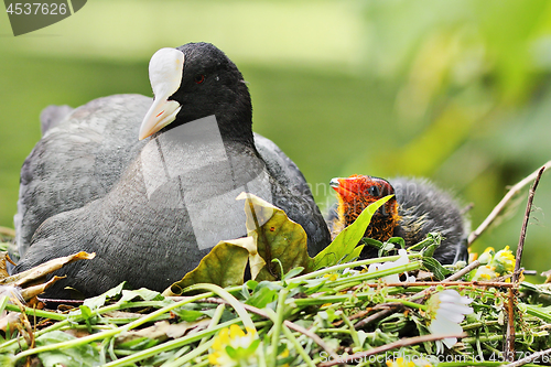 Image of common coot with chick on nest