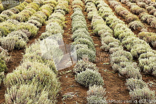 Image of young lavander field