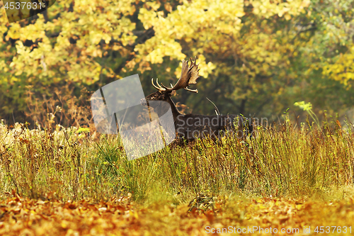 Image of beautiful fallow deer in autumn forest