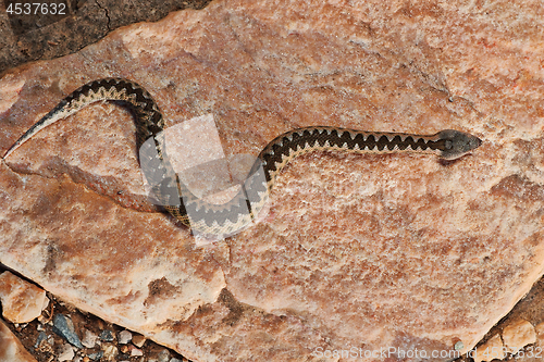 Image of juvenile sand viper basking on a rock in natural habitat
