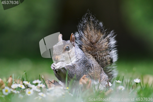 Image of cute grey squirrel standing on lawn in the park 