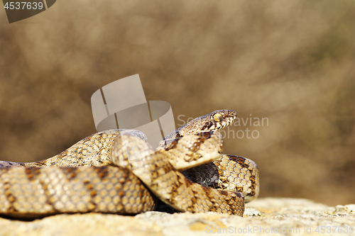 Image of cat snake, full length of juvenile reptile