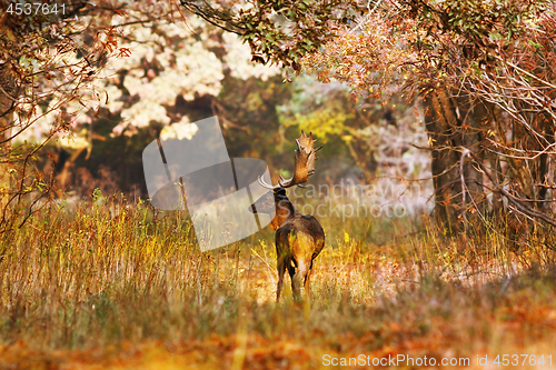 Image of fallow deer buck in beautiful autumn forest setting