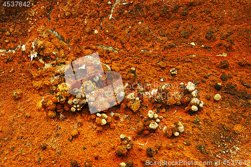 Image of macro shot of dry rot fruiting body